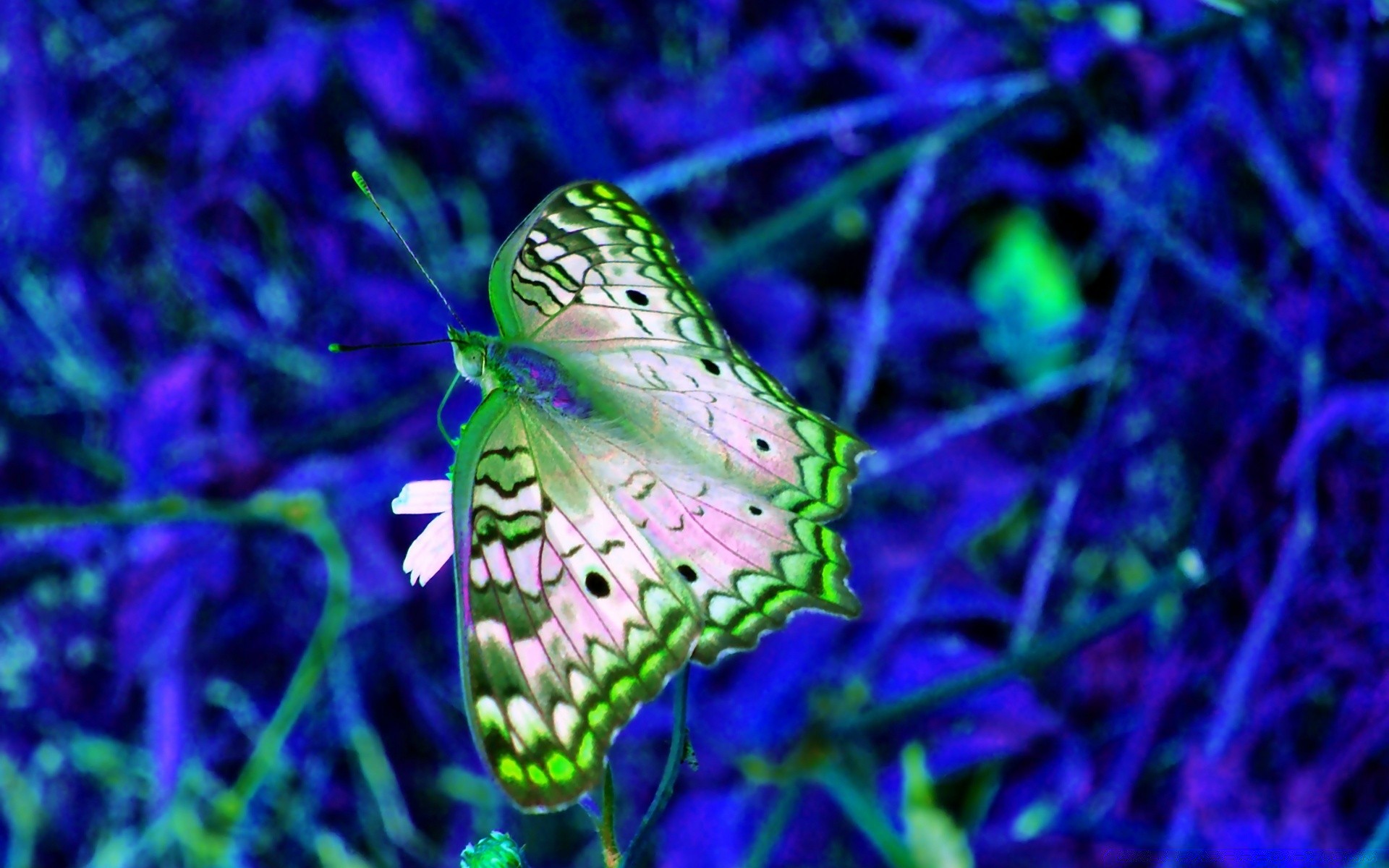 criativo borboleta natureza inseto animal vida selvagem flor verão ao ar livre asa cor jardim flora bela pequeno brilhante selvagem invertebrados biologia close-up