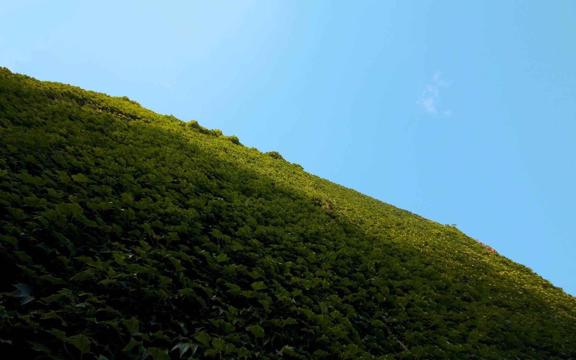 creative landscape tree mountain hill nature cropland daylight outdoors travel sky light environment agriculture fog leaf wood summer grass