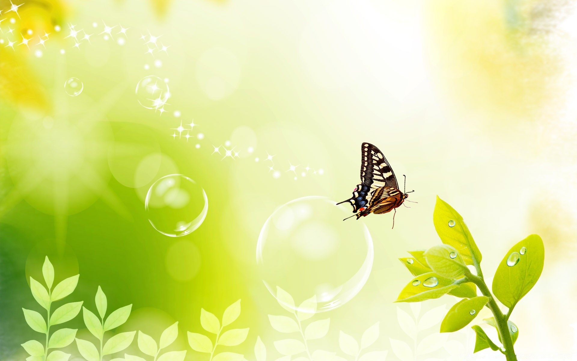 creative butterfly nature insect summer leaf desktop flora garden bright flower animal color