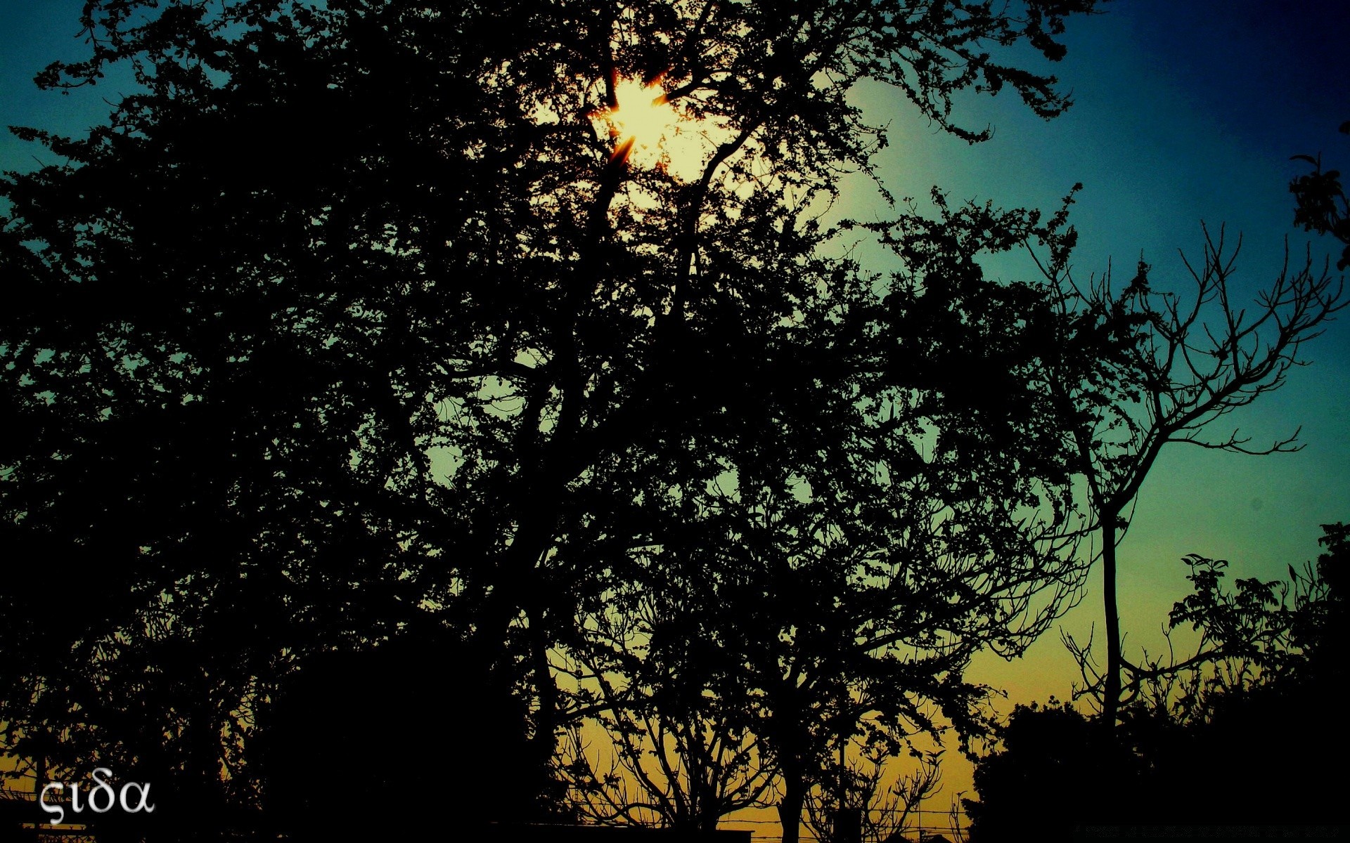 créativité arbre nature soleil silhouette aube à l extérieur beau temps branche feuille rétro-éclairé coucher de soleil bois paysage crépuscule ciel soir automne lumière sombre