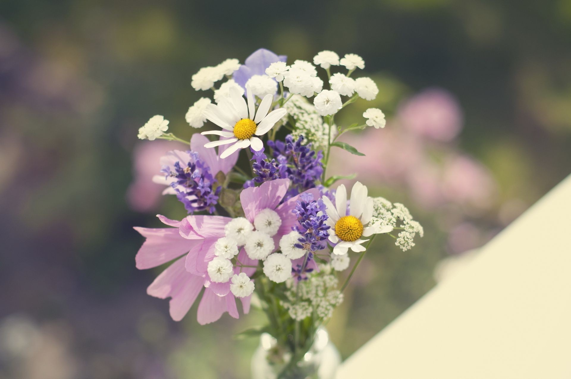 in a vase or pot flower nature flora garden blooming summer leaf floral petal field bouquet season color close-up growth outdoors bright beautiful hayfield