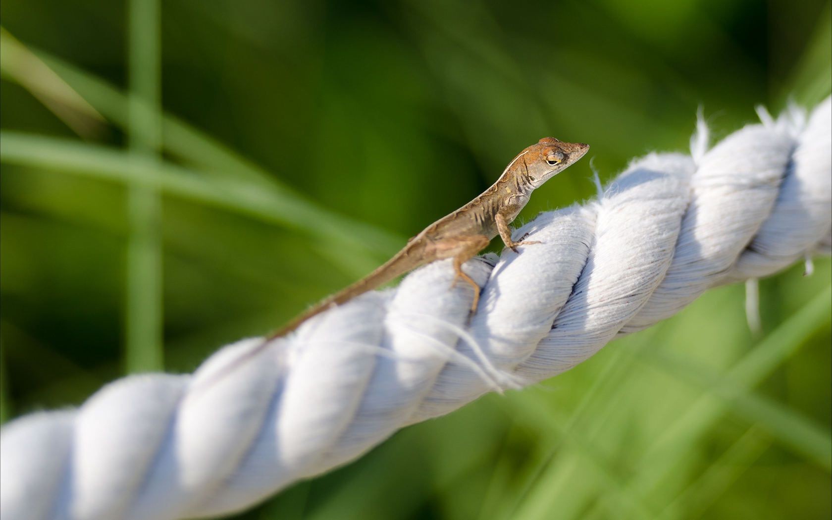 animals nature wildlife outdoors animal flora grass little leaf environment tropical close-up summer