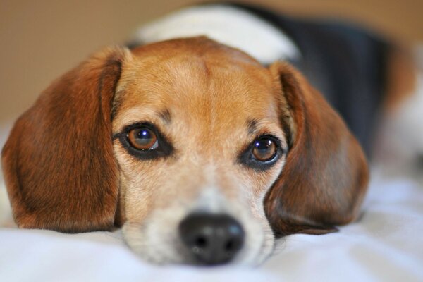 Photo de portrait d un chiot mignon