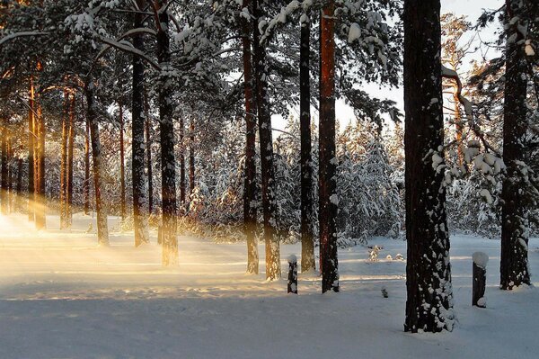 Bosque cubierto de nieve en un día helado paisaje