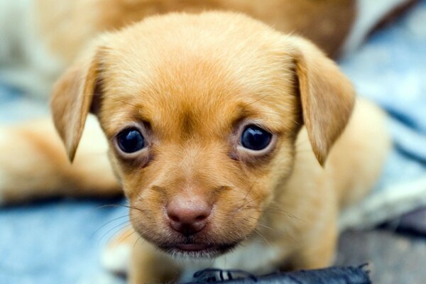 A small red dog with black eyes