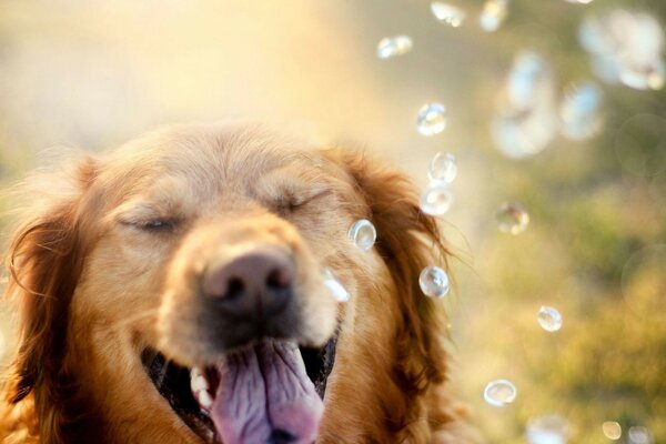 Lindo perro sorda con gotas de agua