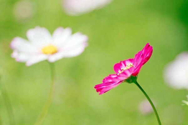 绿色背景与粉红色的花