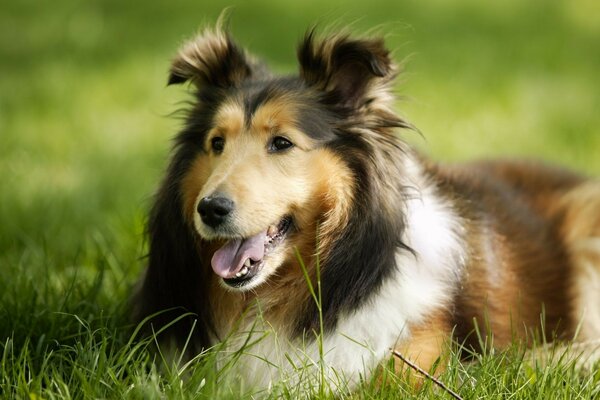 A shaggy dog on a green lawn