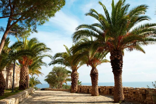 Arbres tropicaux près de la baie de la mer