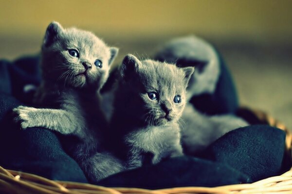 Petits chats gris mignons avec des yeux bleus