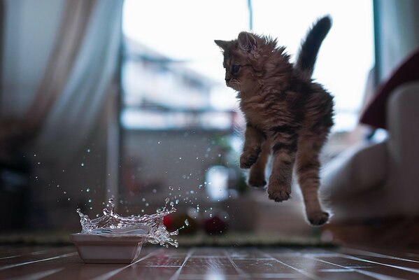 Saut de chat des éclaboussures d eau