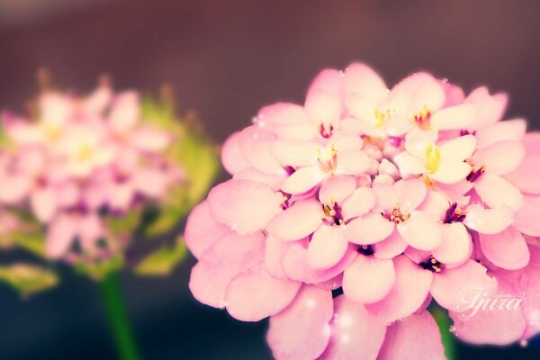 背景上的两个粉红色的花朵