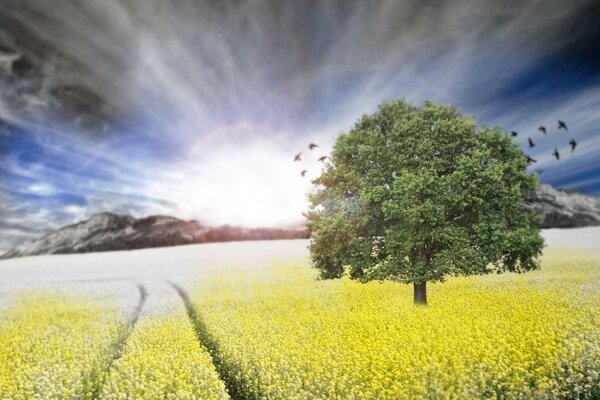 Landschaft ländliches Feld Natur