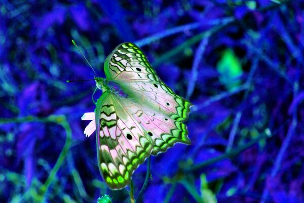 Borboleta natureza inseto paisagem