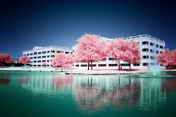 Alberi rosa e case bianche