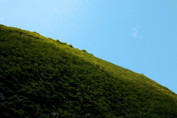 Un campo verde como en el fin de la tierra