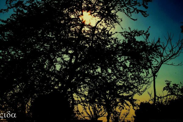 Branches noires sur fond de ciel vert-bleu