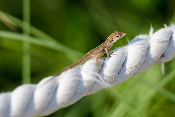 A lizard crawling on a white rope