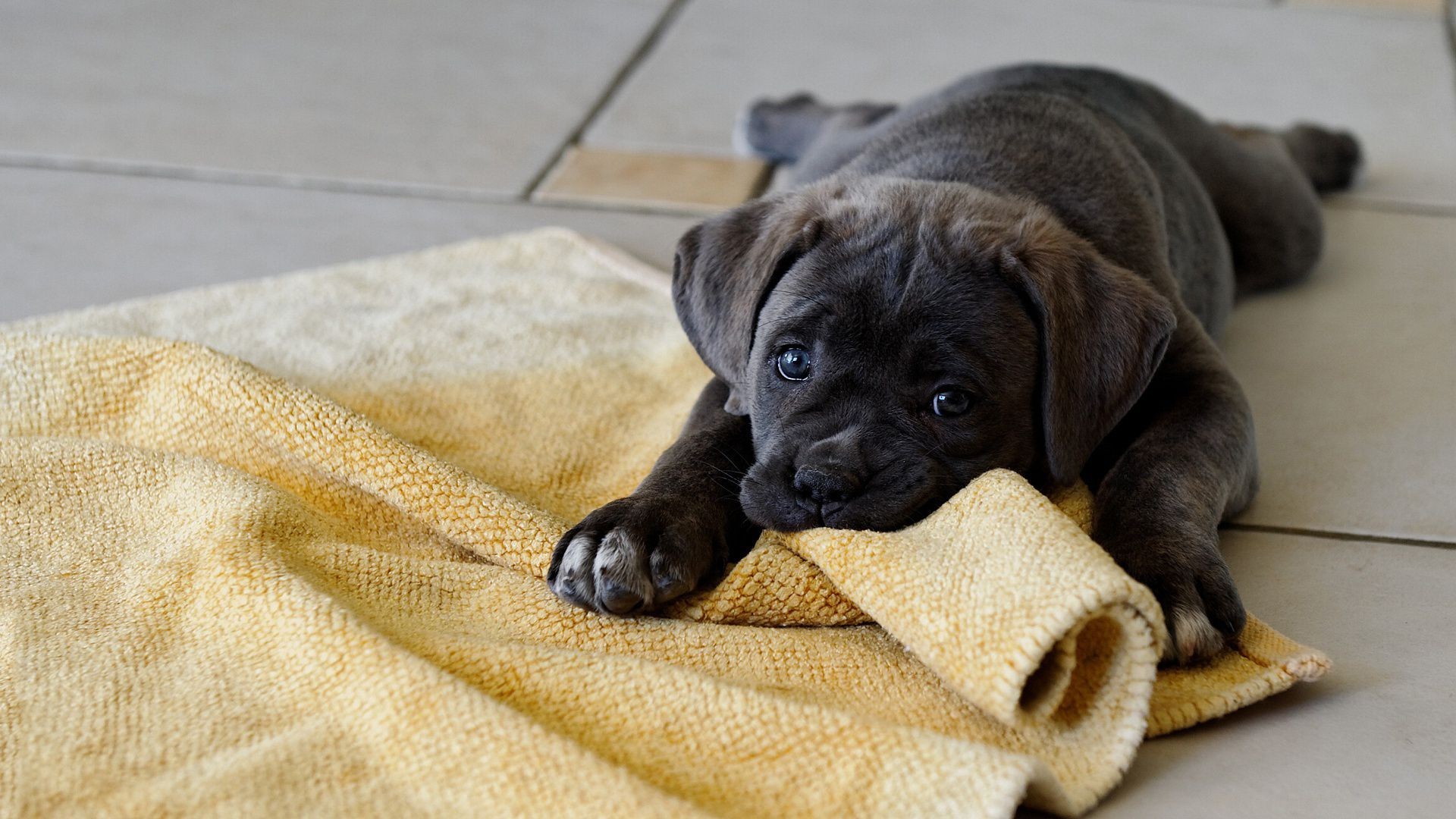 hund hund welpe niedlich haustier hundespezialist säugetier porträt wenig tier liebenswert lustig fell