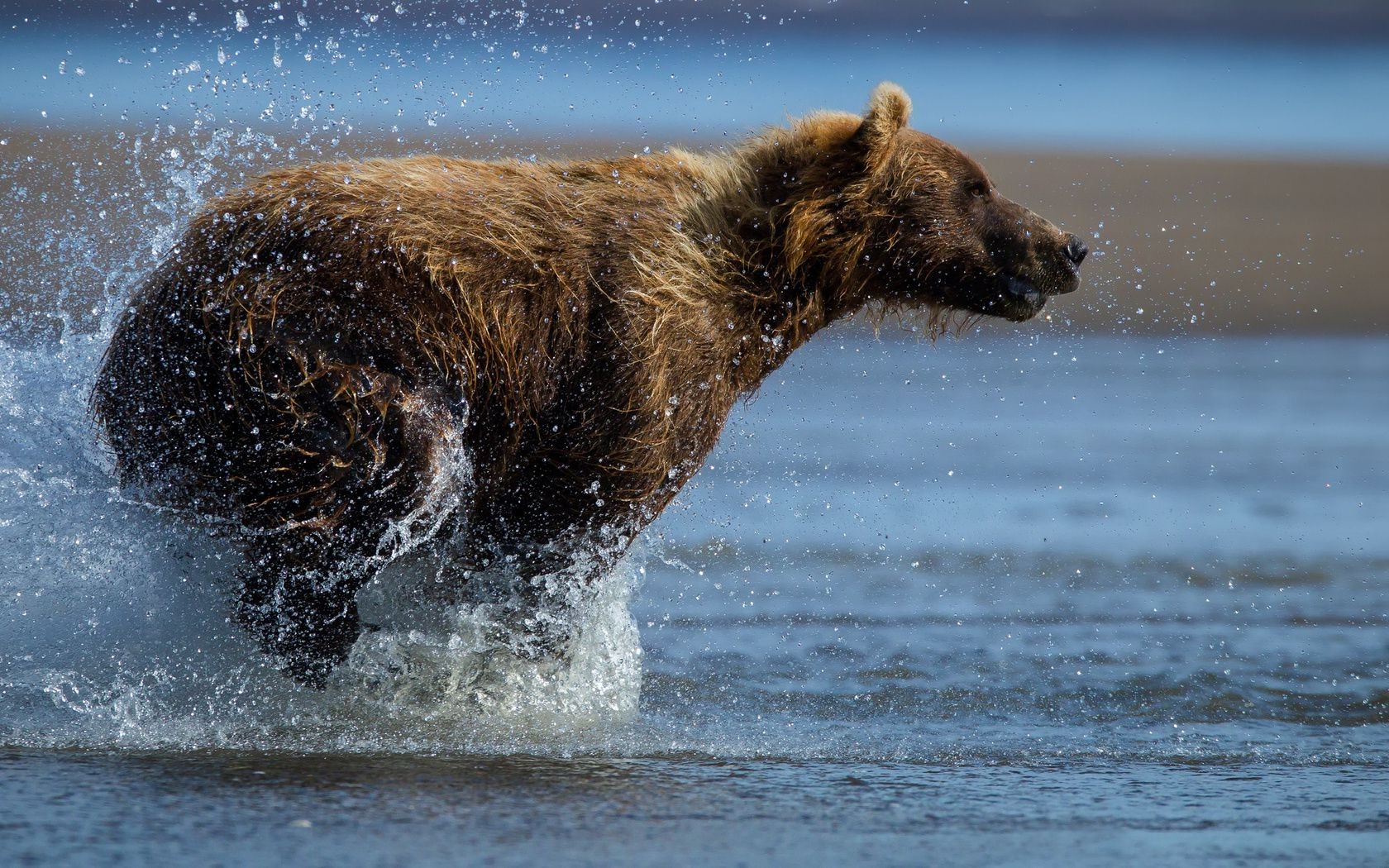 медведи воды млекопитающее движения на открытом воздухе действие всплеск зима прибой мокрый дикой природы дневной свет холодная один моря океан снег