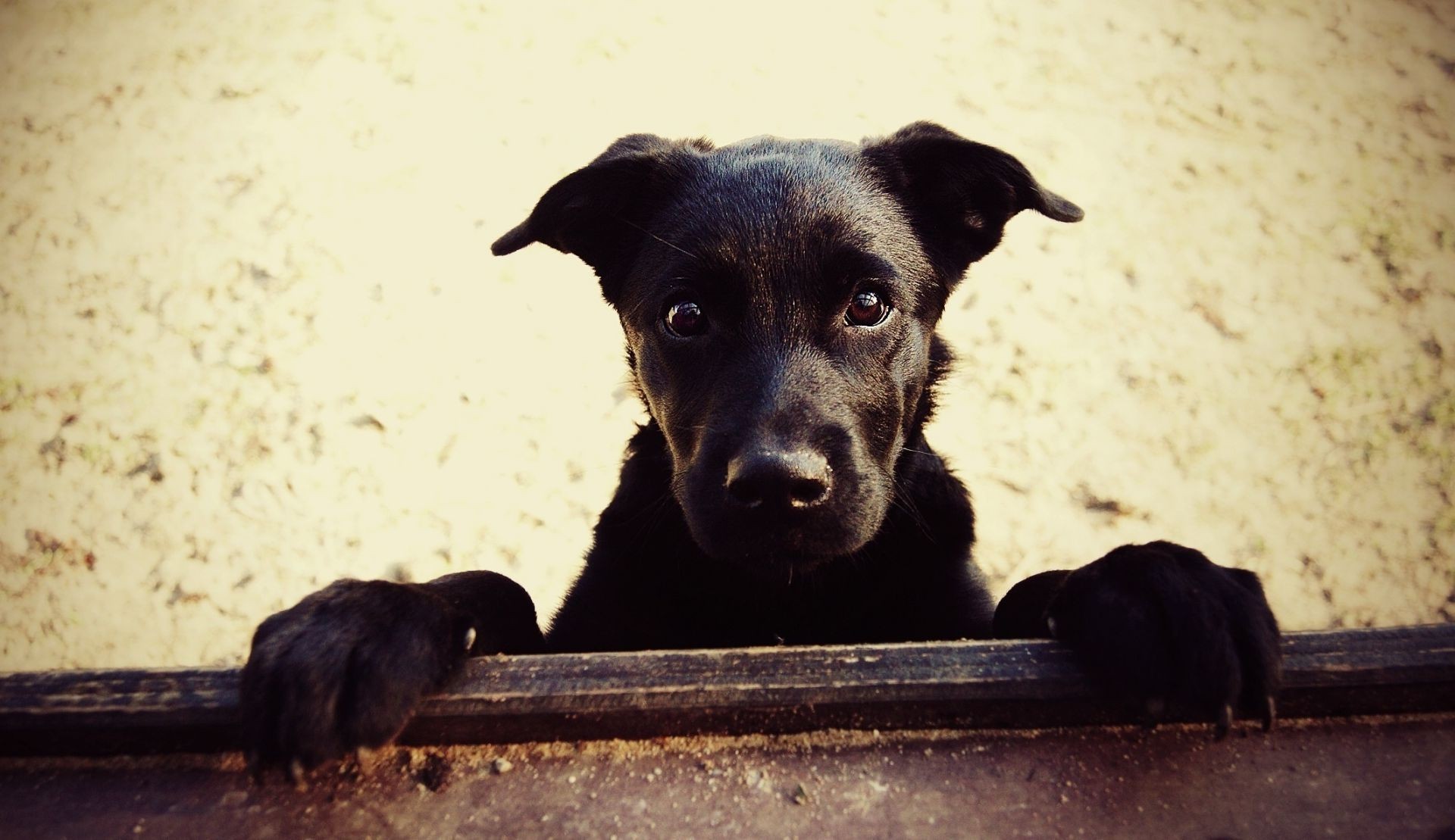 perros perro mamífero retrato perro solo animal mascota lindo cachorro ver