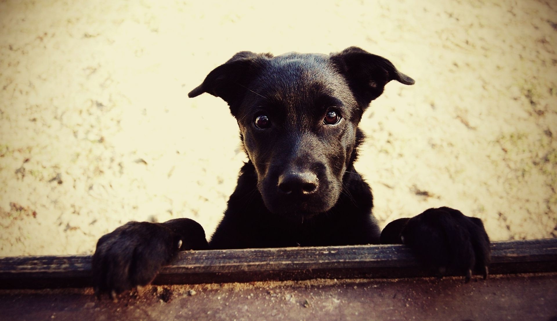 собаки собака млекопитающее портрет кинолог один животное пэт милые щенок просмотр