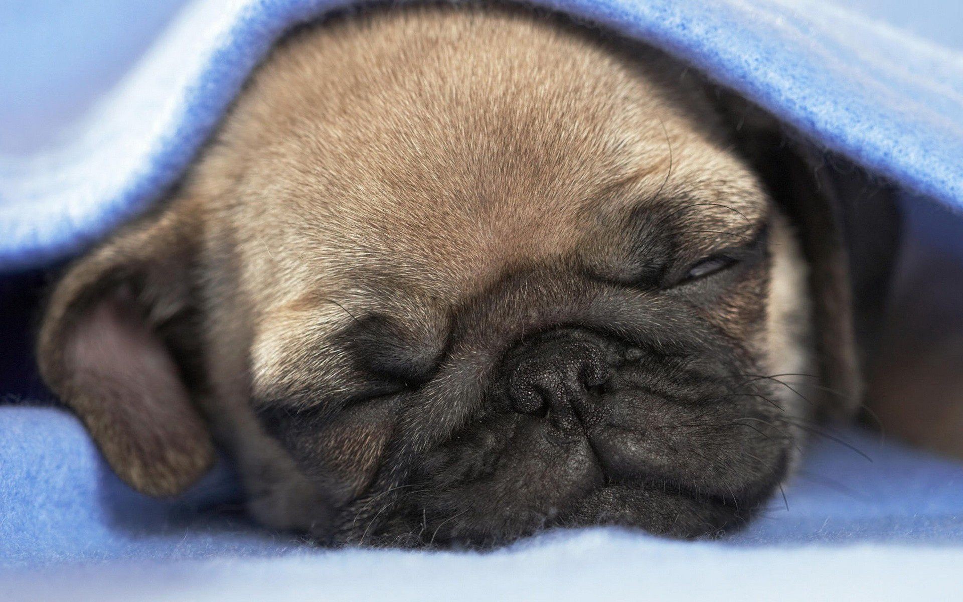 dogs dog mammal puppy cute pet animal canine little portrait adorable breed sleep studio pug purebred fur funny baby