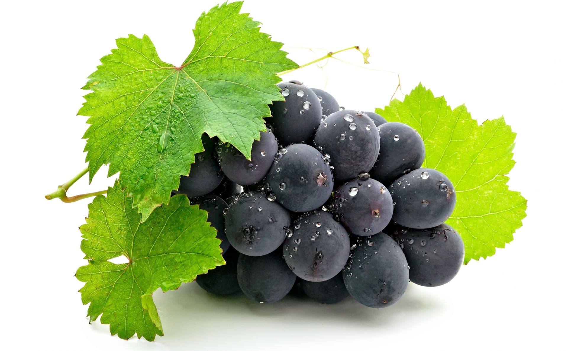 bagas vine frutas folha suculento vinho uva grapevine natureza saúde comida saudável baga pasto adega vinha isolado cluster viticultura flora