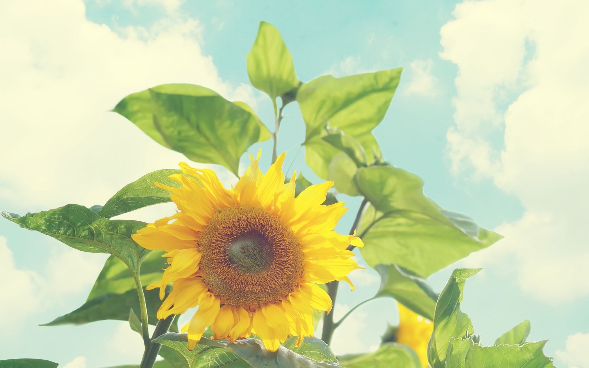 sunflowers nature flora leaf summer growth flower bright fair weather sun sunflower outdoors color