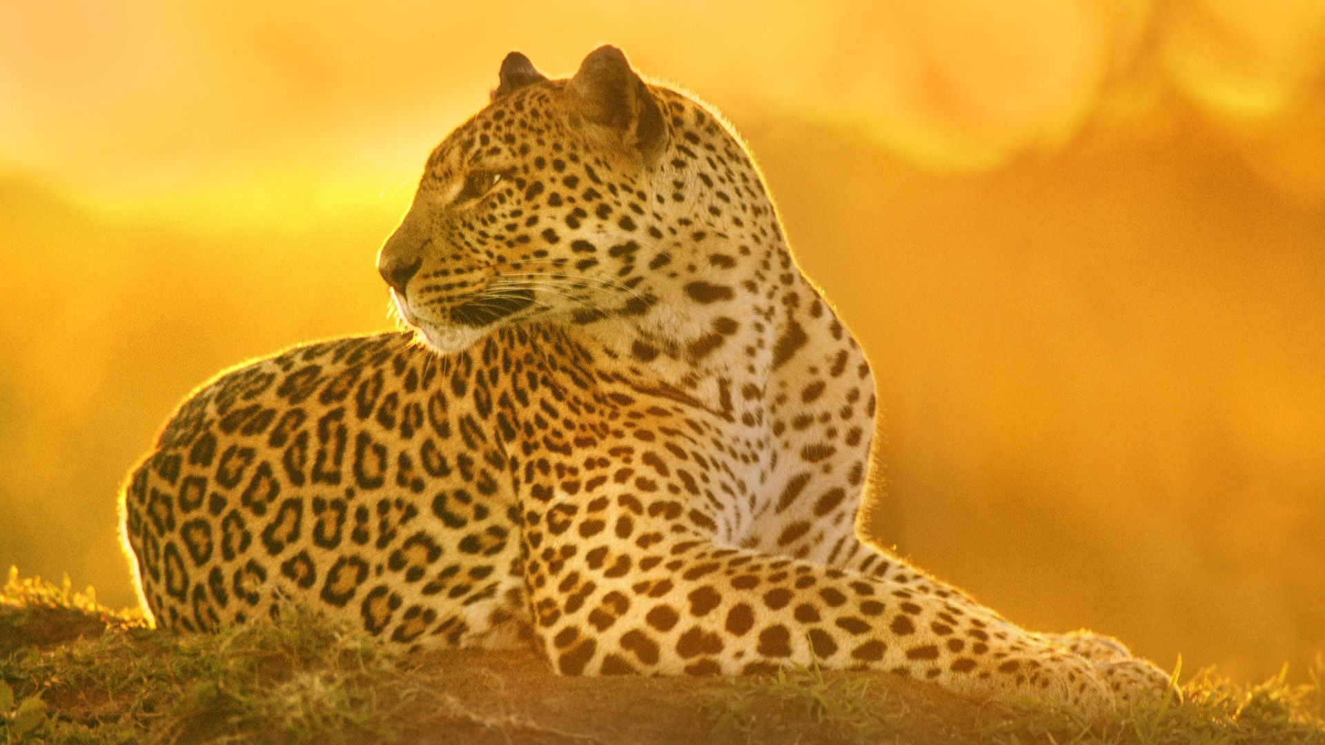 леопарды природа дикой природы кошка леопард млекопитающее на открытом воздухе экзотические портрет сафари