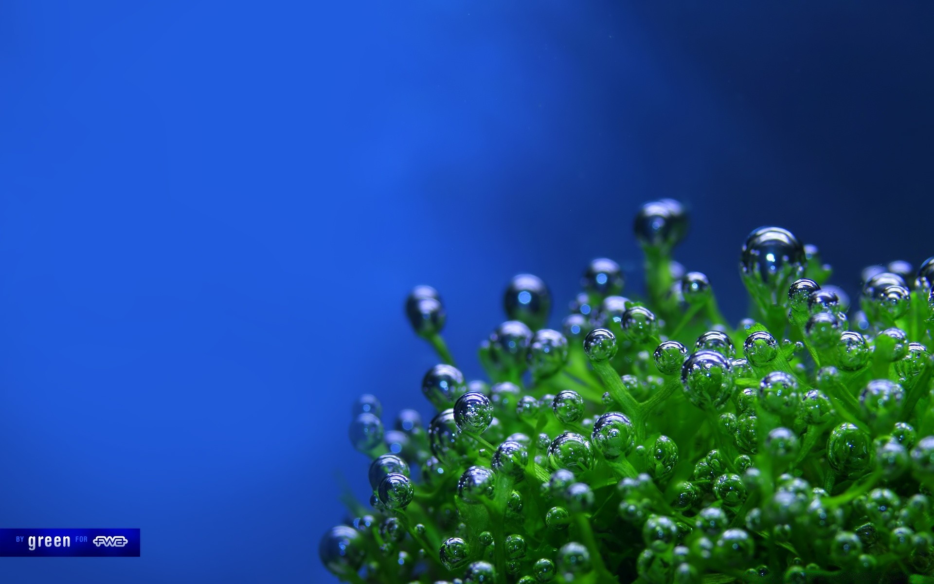 création nature croissance feuille propreté herbe eau pluie flou chute été flore humide rosée fraîcheur