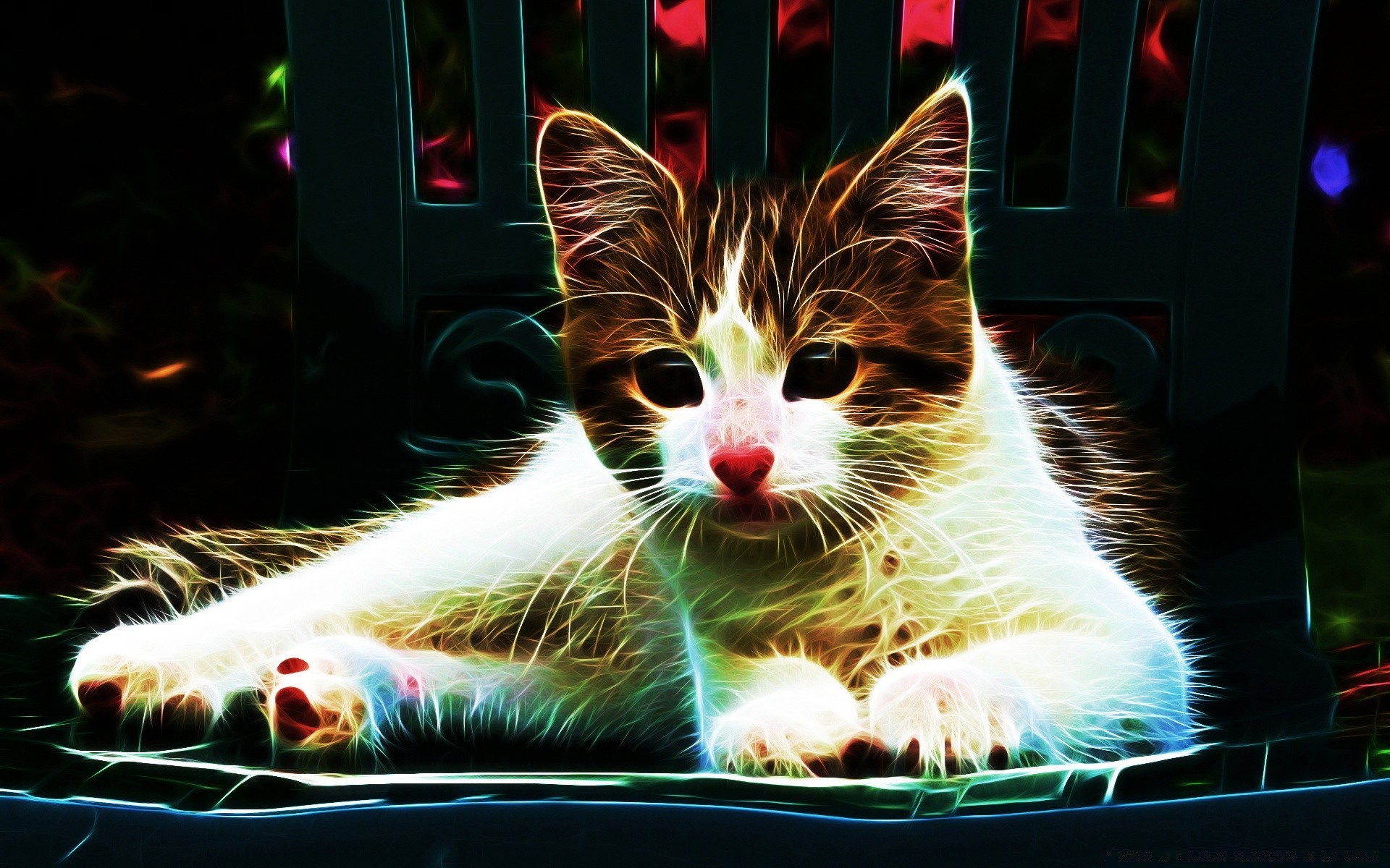 креатив кошка пэт милые мех животное котенок портрет молодой