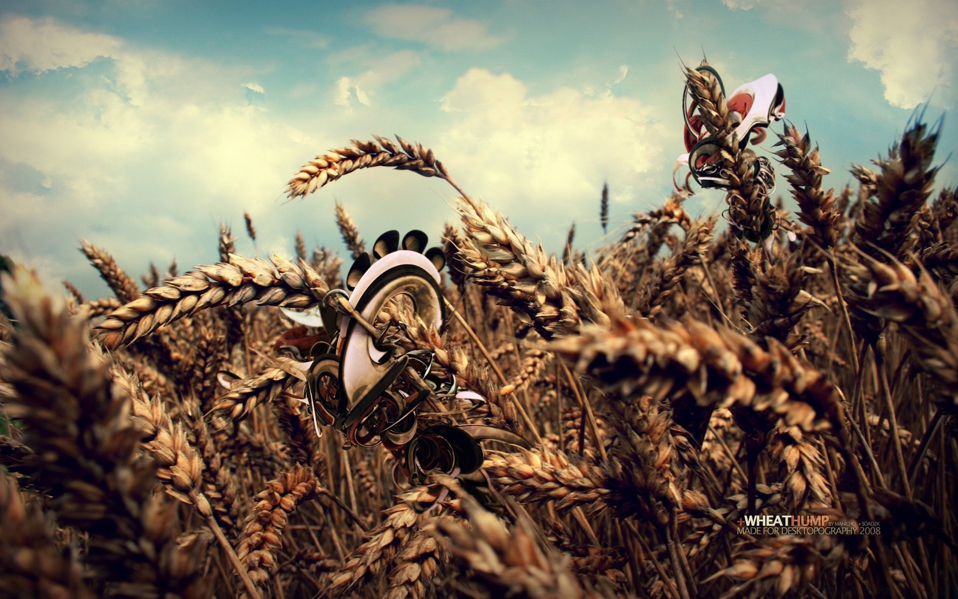 creative wheat cereal crop pasture rye nature agriculture straw gold rural corn bread field farm seed desktop food