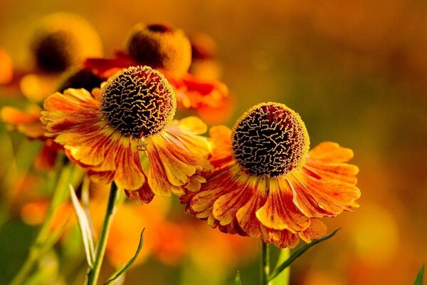 Deux belles fleurs orange