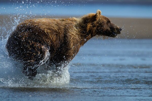 Bear in motion with splashes of water