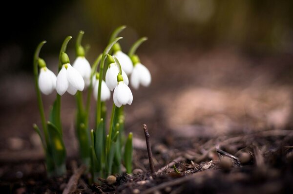 Le premier perce-neige et sa Grandeur dans le grand monde