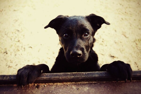 Il cane fa capolino con gli occhi sorpresi