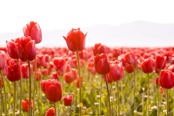 Flowers tulips in a tulip field