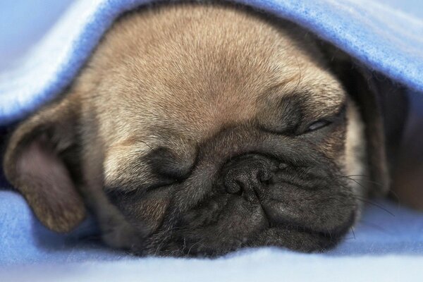 Chiot mignon sous une couverture bleue