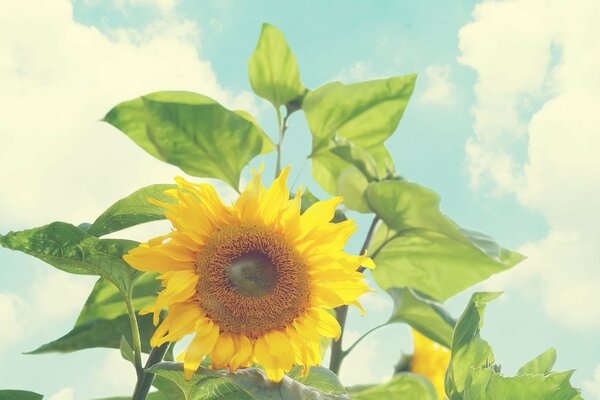 Sonnenblume im Morgengrauen auf Himmelshintergrund