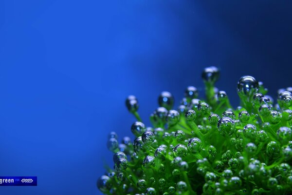 A coeative photo of algae in bubbles