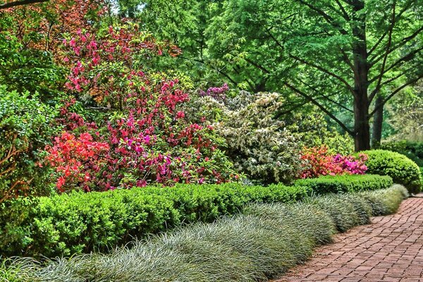 I migliori fiori del mondo bellezza