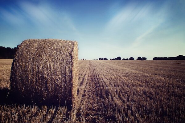 Creative landscape on the background of wheat hay in agriculture