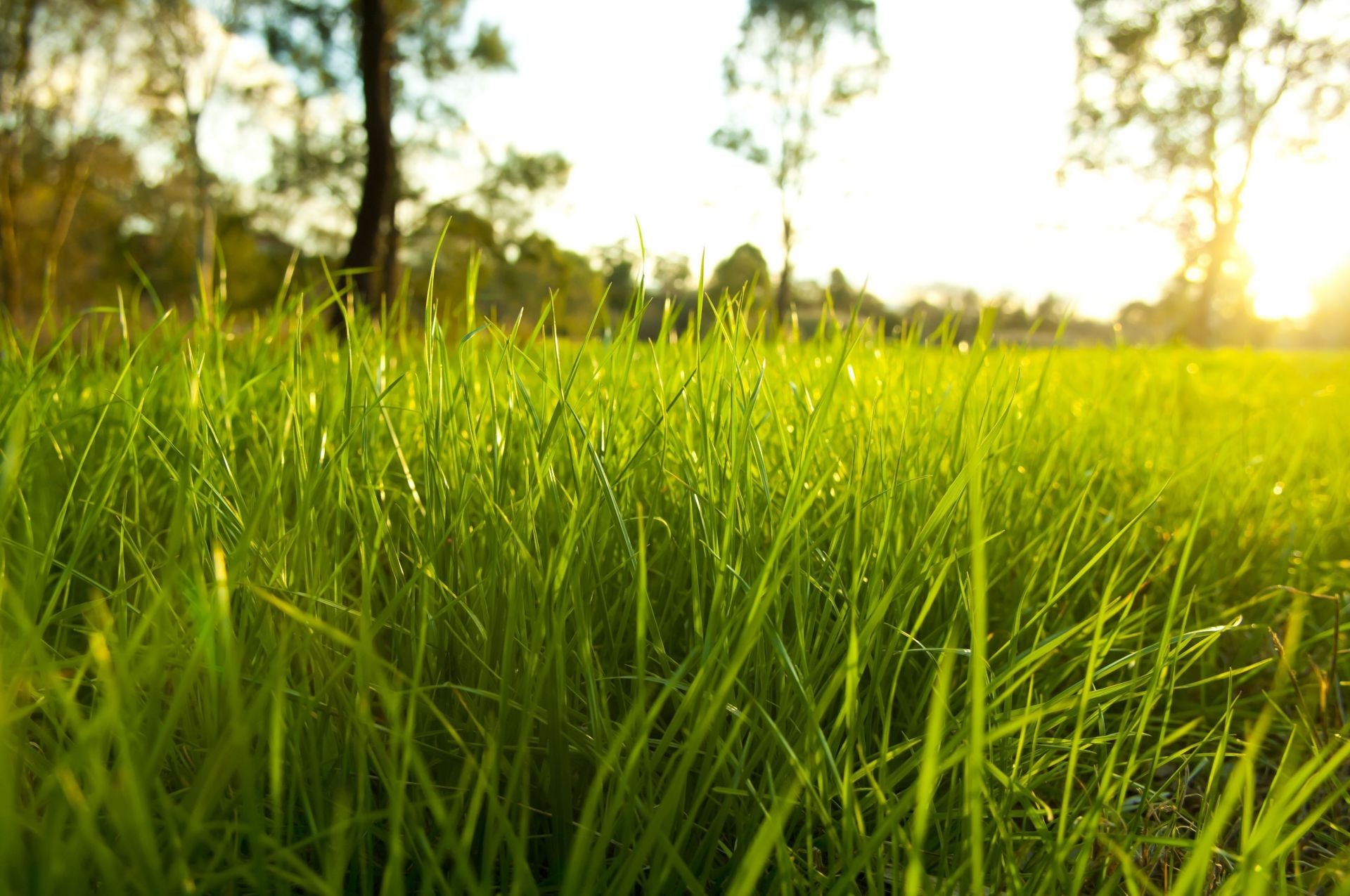 piante erba campo fieno crescita prato natura estate flora rurale lussureggiante ambiente suolo sole all aperto bel tempo fattoria giardino paesaggio foglia