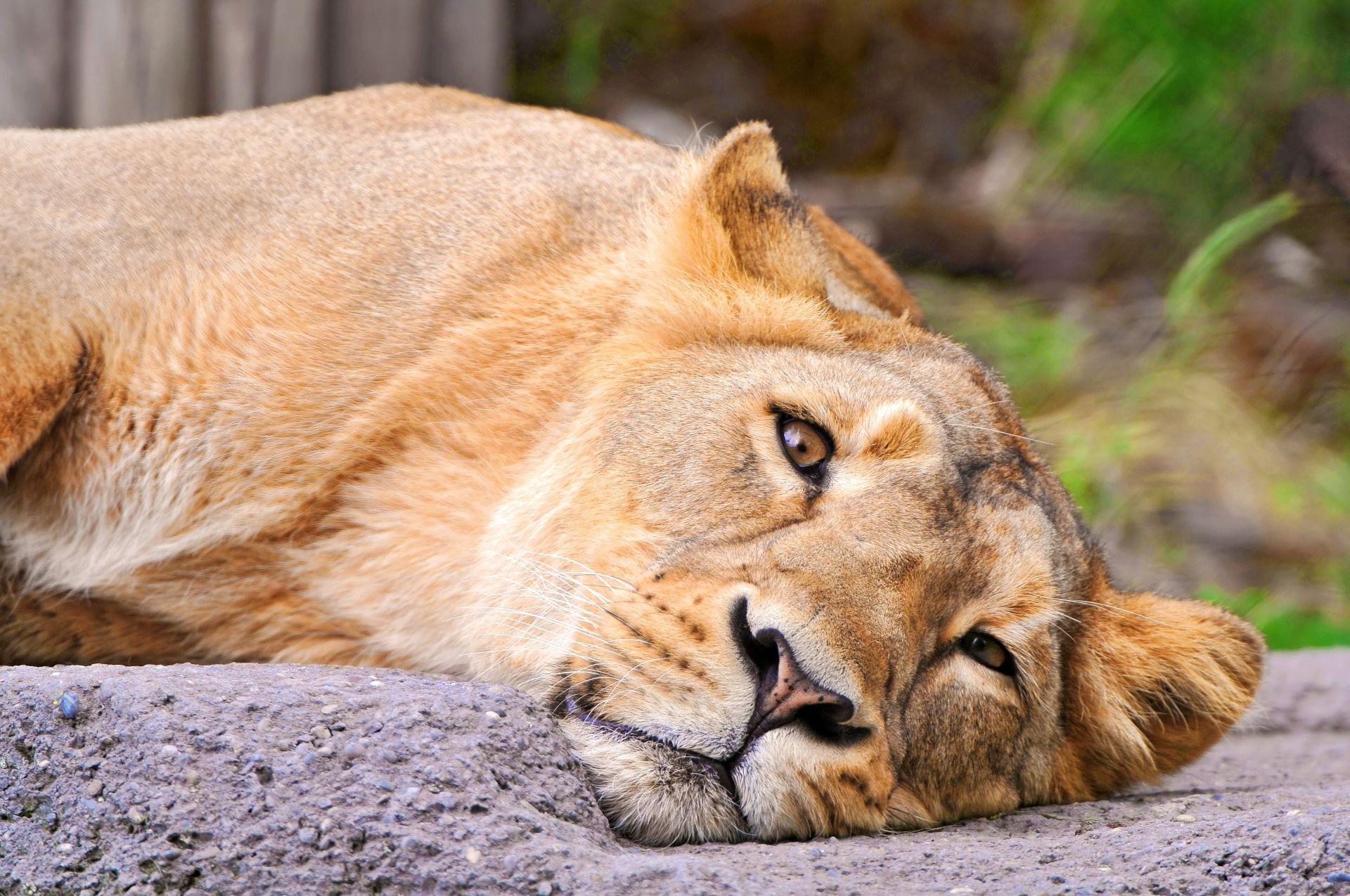 löwen tier tierwelt säugetier katze natur wild raubtier zoo löwe pelz safari fleischesser porträt jäger groß