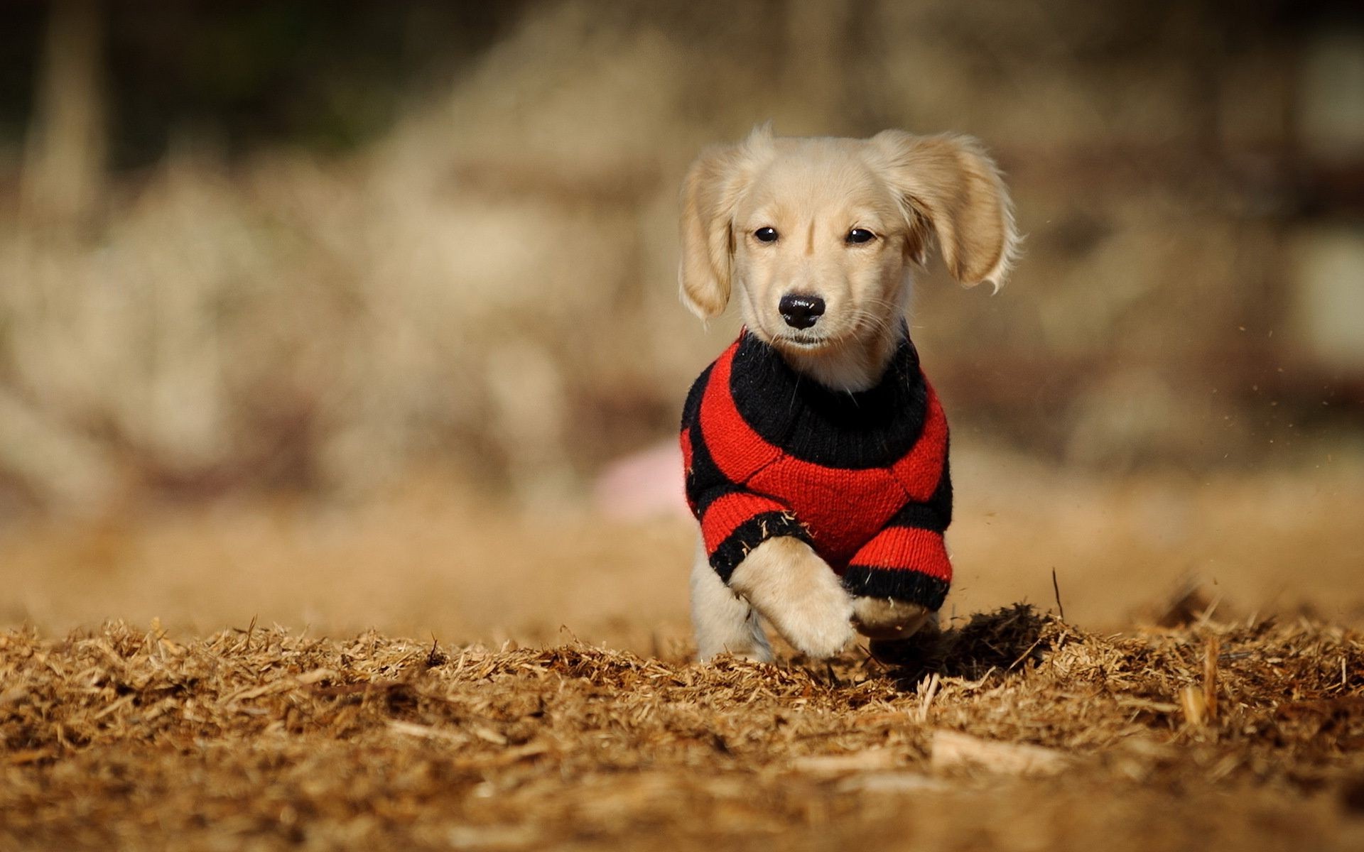 köpekler sevimli köpek küçük doğa evde beslenen hayvan çimen hayvan açık havada portre