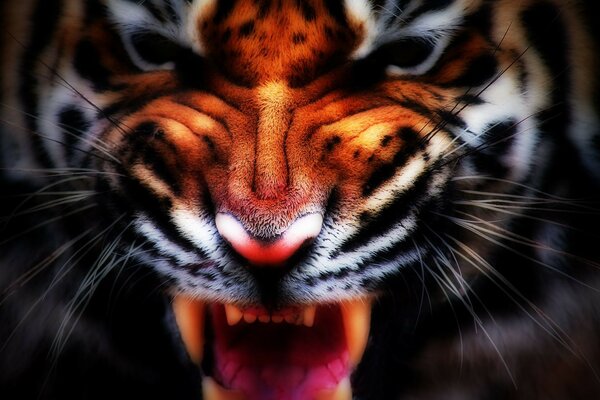 The face of a snarling tiger with an open mouth