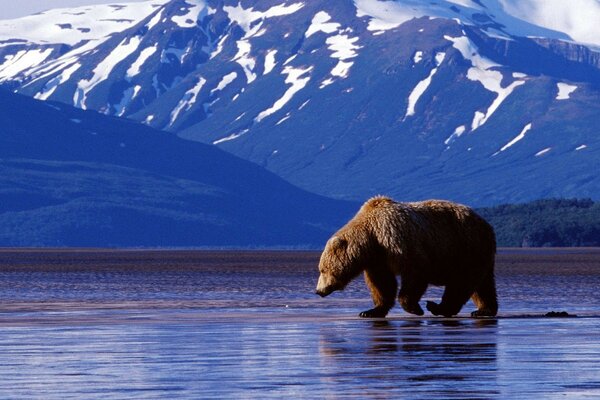 Bear on the background of snowy mountains and smooth water