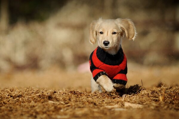 A puppy in a red sweater runs on business