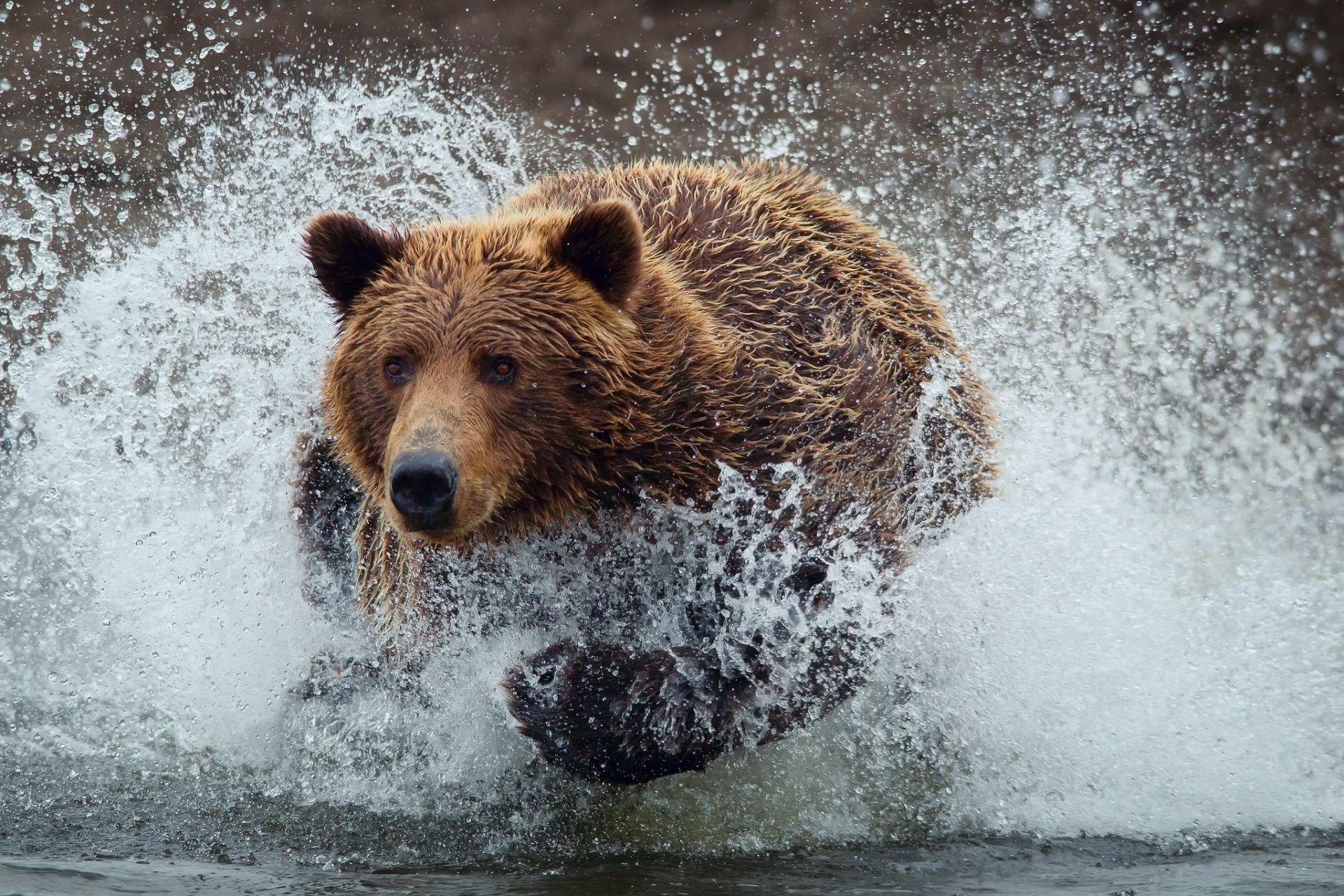 bären wasser natur im freien säugetier nass grizzlybären tierwelt macht